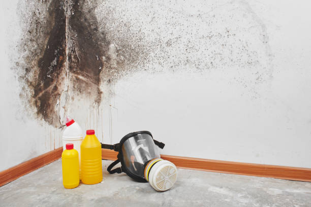 Best Certified Mold Removal  in Lansford, PA