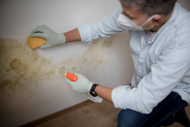 Best Mold Testing  in Lansford, PA
