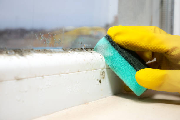 Best Black Mold Removal  in Lansford, PA