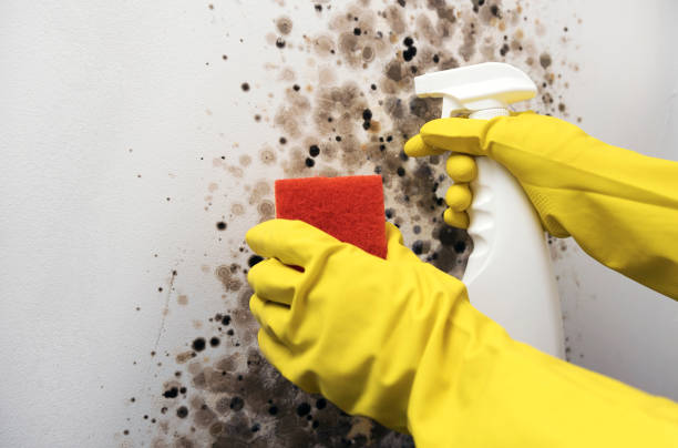 Best Mold Remediation Services  in Lansford, PA