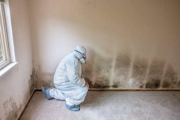 Best Black Mold Removal  in Lansford, PA