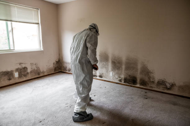Best Best Mold Removal Companies  in Lansford, PA