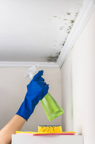 Certified Mold Removal in Lansford, PA