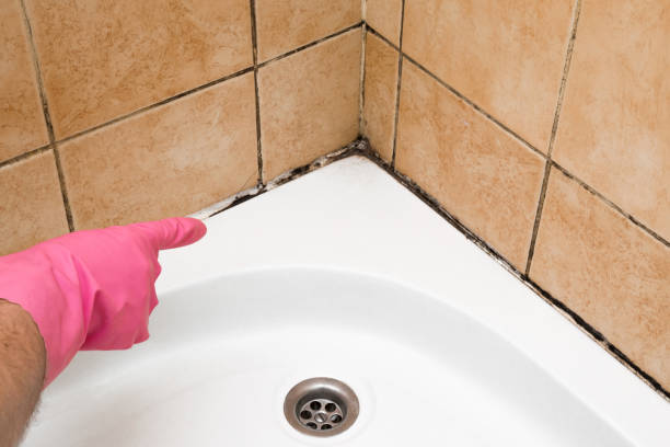 Best Affordable Mold Removal  in Lansford, PA